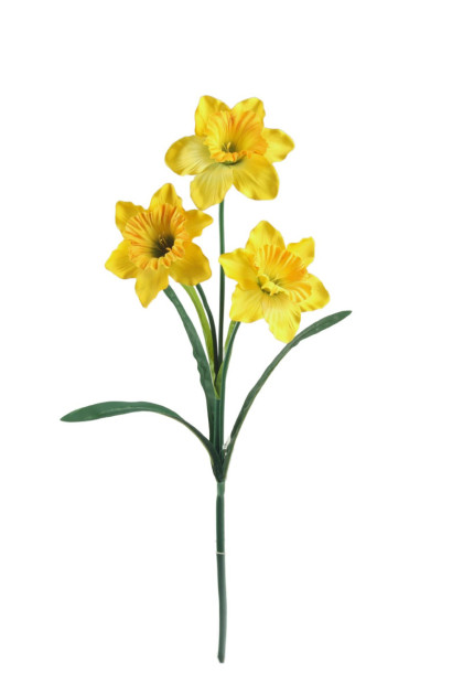 Narcis x 3   ks  LUX