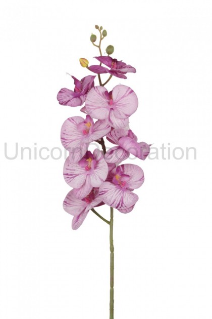 Orchidea ks