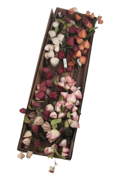 Physalis ks