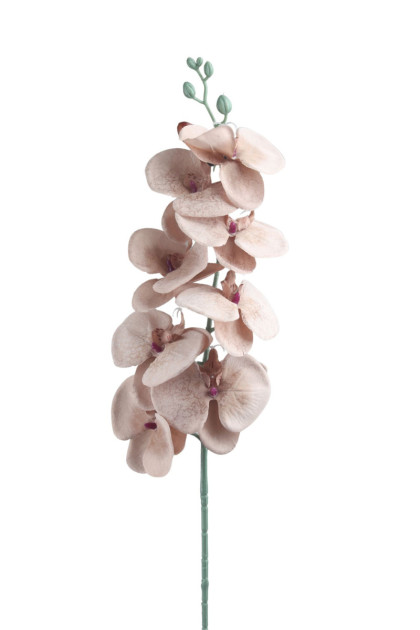 Orchidea ks