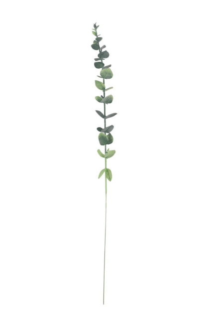 Eukalyptus ks
