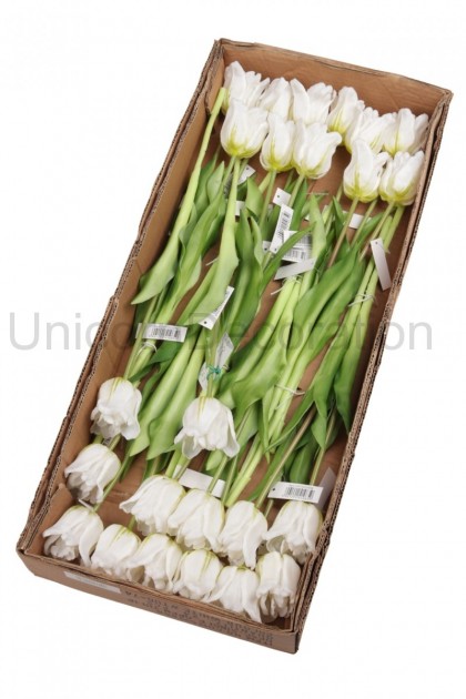 Tulipán ks guma