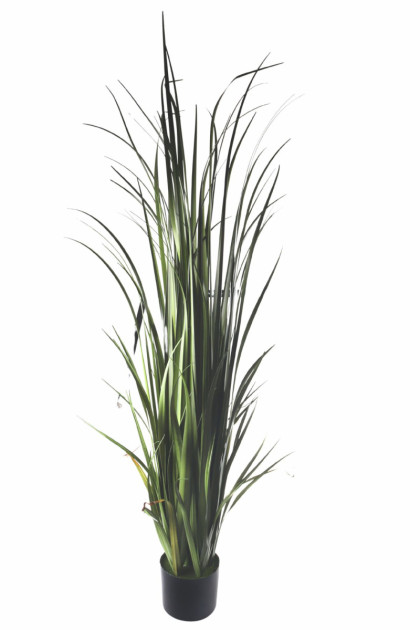 Tráva v črepníku 150 cm