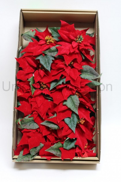 Poinsercia hl. s listom