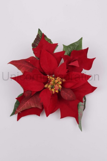 Poinsercia hl. s listom