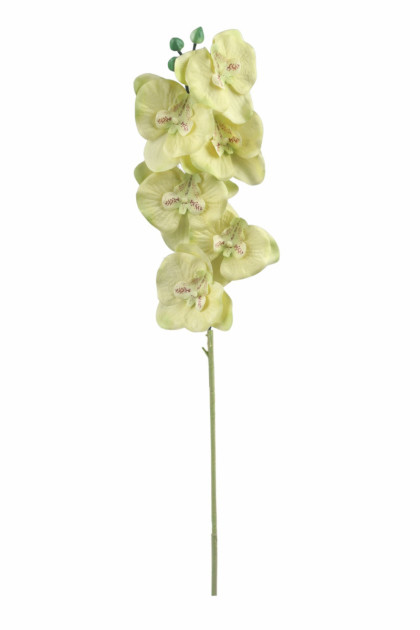 Orchidea / ks