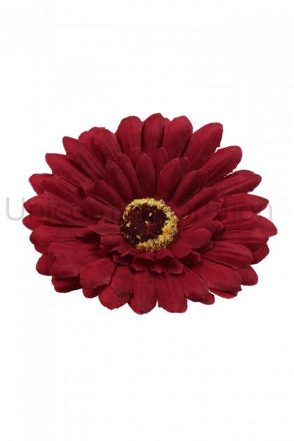 Gerbera hl.