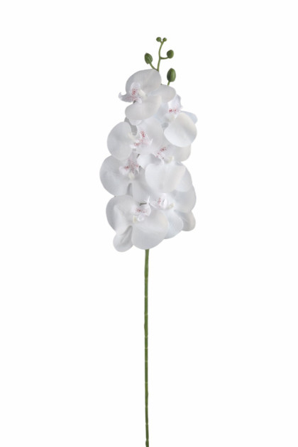 Orchidea ks