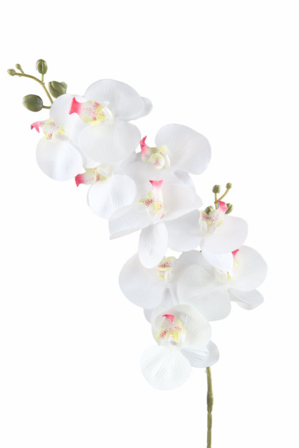 Orchidea / ks