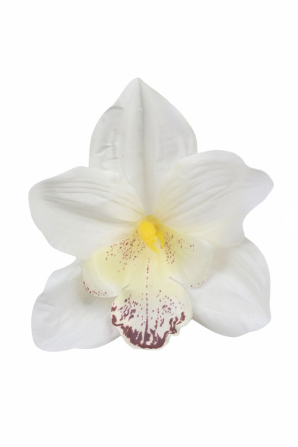 Orchidea  hl.