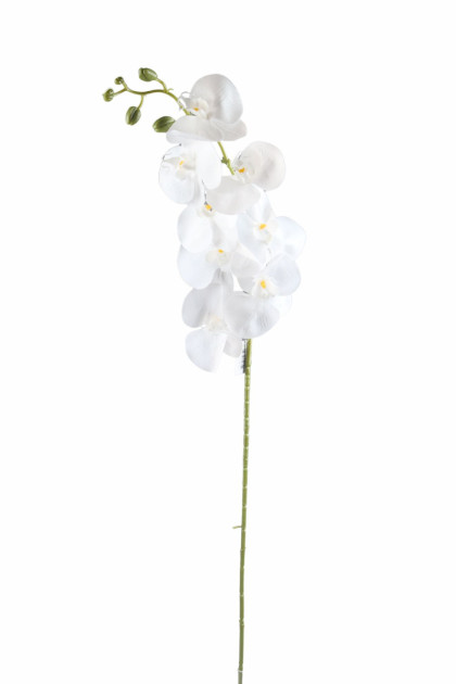 Orchidea / ks