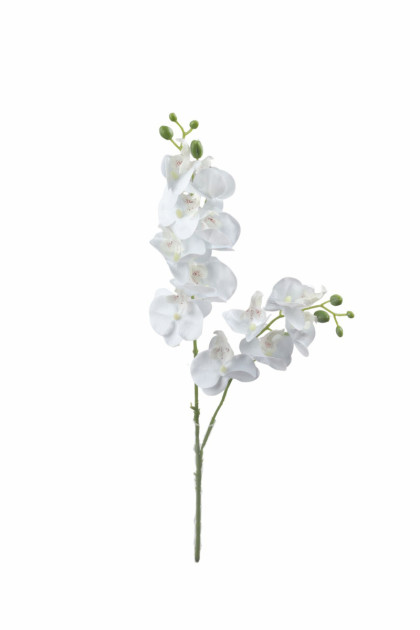 Orchidea x2 / ks