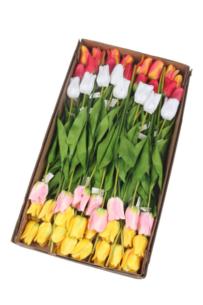 Tulipán ks