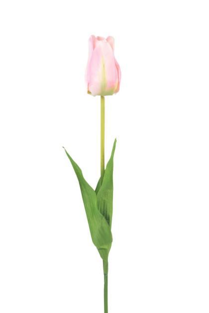 Tulipán ks
