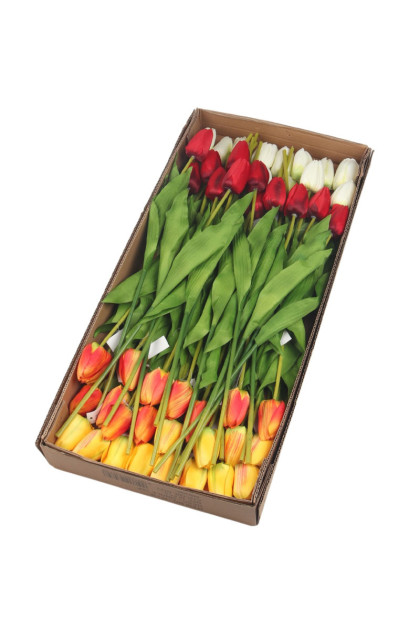 Tulipán ks