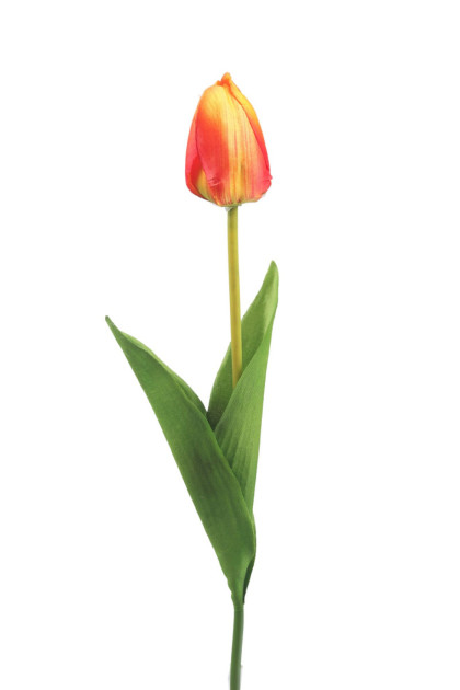 Tulipán ks