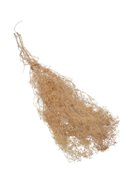 Sušina Gypsophila