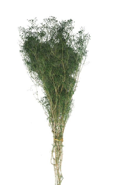 Sušina Gypsophila
