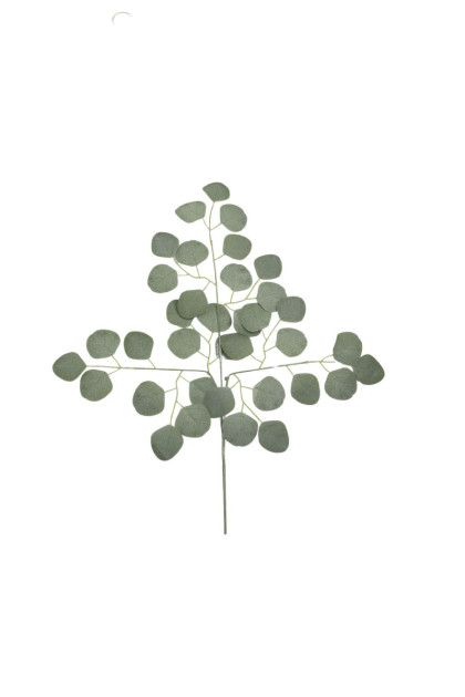 List eukalyptus ks