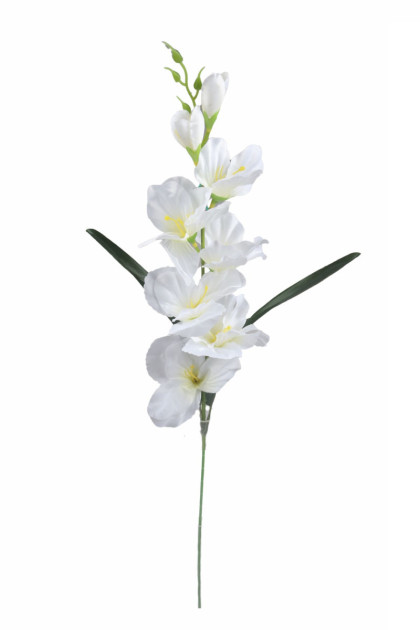 Gladiola ks