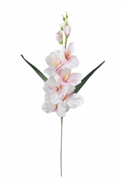 Gladiola ks