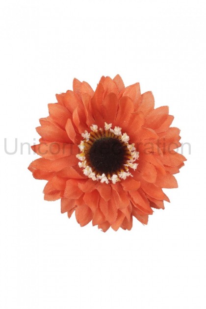 Gerbera hl.