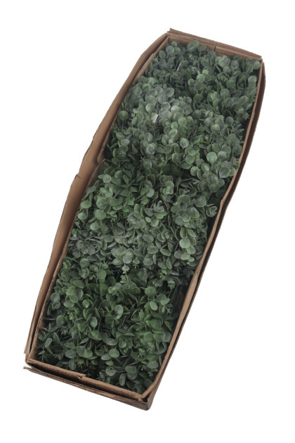 Kytica eukalyptus x7
