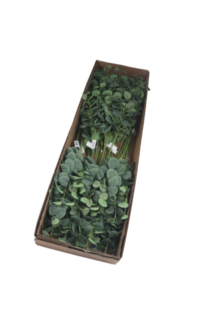 Eukalyptus trs