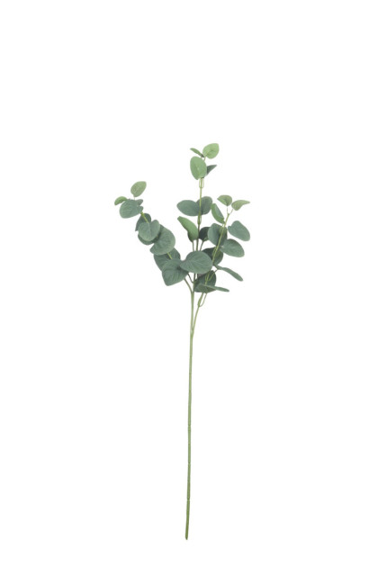 Eukalyptus trs