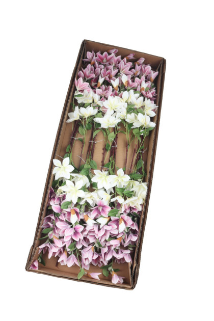 Clematis x 7 ks