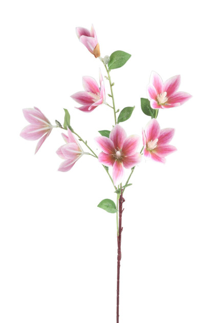 Clematis x 7 ks