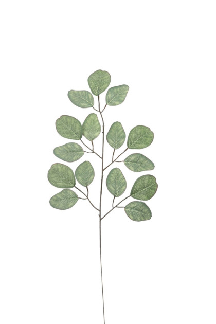 List eukalyptus ks