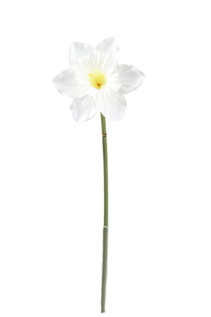 Narcis    ks 