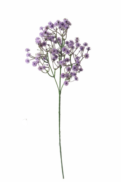 Gypsophila  plast. / ks
