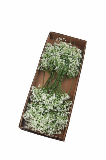 Gypsophila  plast. / ks