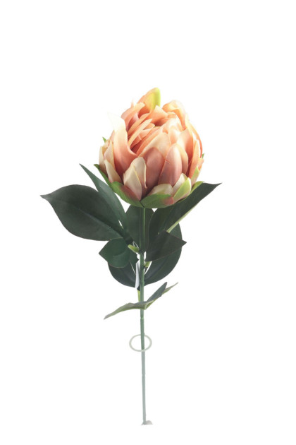Protea ks 