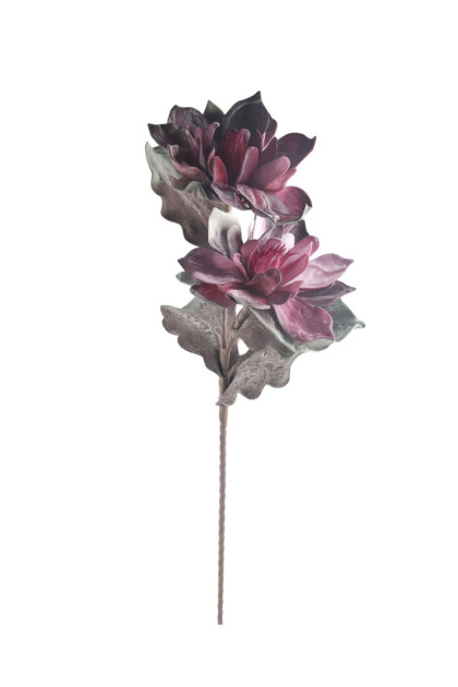 Kvet pena magnolia