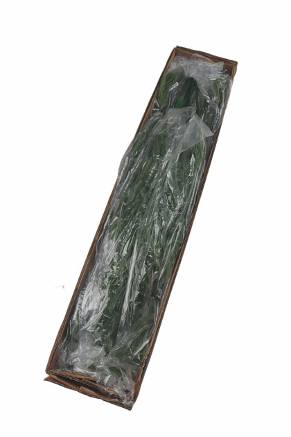 Ťahačka listová  83 cm