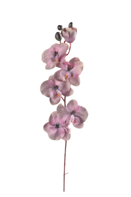 Orchidea ks