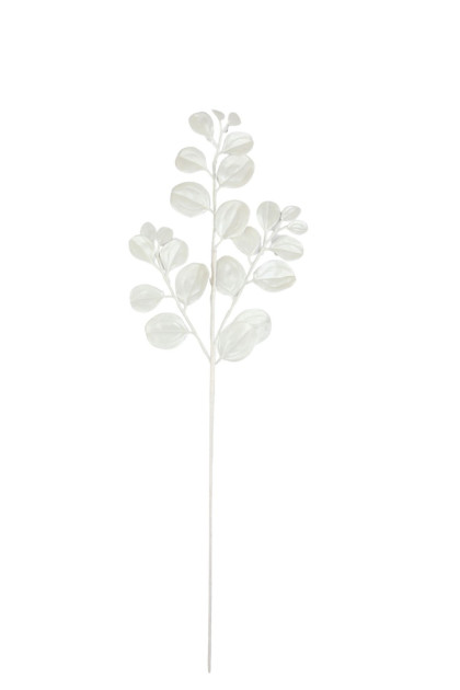 Ginko  ks / vianoč.