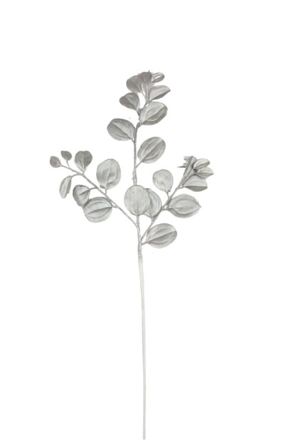 Ginko  ks / vianoč.