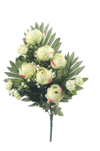 Kytica ranunculus x 9