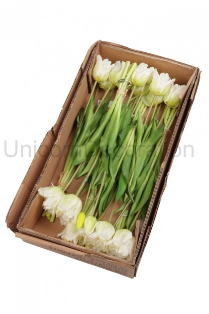 Kytica tulipán x5 viaz. guma