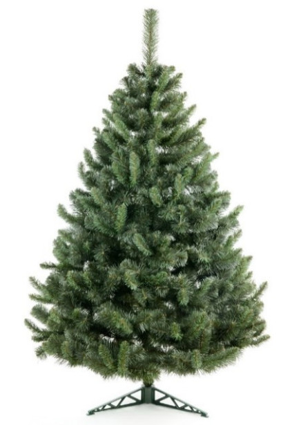 Borovica Sylvia 220 cm