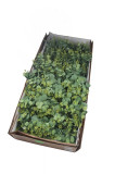 Kytica eukalyptus x 20