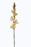 Gladiola ks