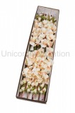 Gladiola ks