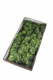 Ťahačka filodendron 65 cm