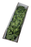 Ťahačka filodendron