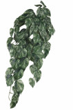 Ťahačka filodendron 80 cm